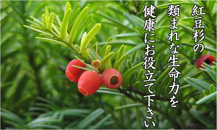 紅豆杉のイメージ画像
